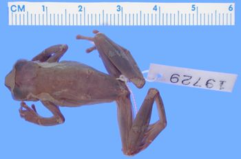 Media type: image; Herpetology A-19729